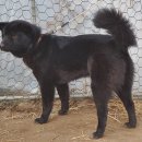 하룻 강아지 이미지