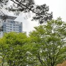 청춘청과 네이버블로그