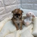 오독안심분양센터 강아지분양 고양이분양 시흥점 | 인천강아지책임분양 치와와 귀여운 장모 강아지