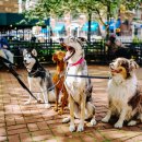 보라매동물병원 이미지