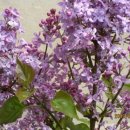 라일락 펜션 이미지