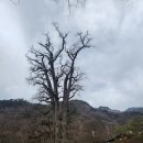 소통의 도구, 타로카드 | [기도도량]용문산에 있는 양평용문사 산신.약사 기도하기좋은곳 천년나무 (fact.소통도구타로카드)
