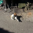 고양이세수 이미지