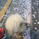 철수네 신발가게 | 대구 경북 팔공산 캠핑장 캠프팔공 4번 사이트 차박 후기