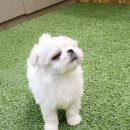 펫블리강아지&미라클고양이 이미지