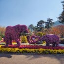 대구 수목원은 국화축제 기간입니다＜2＞ 이미지