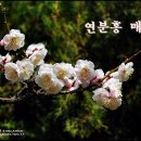 매화 이미지