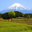 お座敷小唄 - 天童よしみ 이미지