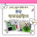 2026 부산 반려견 순찰대 교육&amp;임명장
