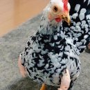 chicken breast 이미지