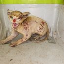 길고양이 연쇄방화학대범 노인네 엄중처벌 서명 부탁드립니다. 이미지