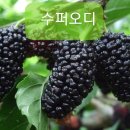 능수슈퍼