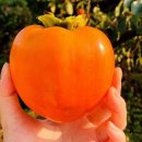 서기농장 이미지