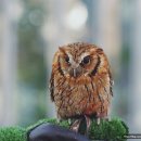 보어염소천국 이미지