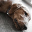 나의 반려견 이미지