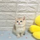 오독안심분양센터 강아지분양 고양이분양 목동점 이미지