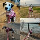 ［고산］옷잘입는강아지 펫패션 | [OKTK] 강아지커플룩 고민 끝, 오키도키 후리스 후기