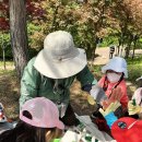 감정초병설유치원 Daum카페