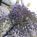 등나무 Wisteria floribunda 동의어 참등, 자등, 紫藤 이미지