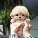 도도 켄넬 | 함평강아지분양 진솔한 후기