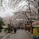 [전북진안]흑돼지 등갈비 숯불구이를 맛볼 수 있는 벚꽃마을식당 이미지