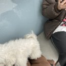 24시알파동물메디컬센터 이미지