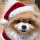 퐁