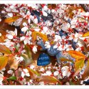 계절별미 이미지