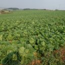 부강농장 이미지