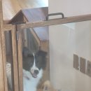 개떼목장