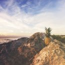 코끼리식품 이미지