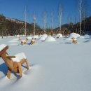 연관목장 이미지