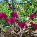 달봉농원 이미지