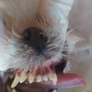 음성동물병원 이미지