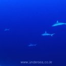 몰디브의 상어 이미지