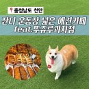멍멍이 과자점 | 강아지와 함께한 주말 나들이 · 천안 애견카페 · 뚜쥬루과자점