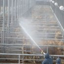 용인축협 한우사육장 이미지