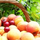 복숭아한의원 이미지