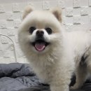 공항 가까운 전원주택 펫시터 이미지