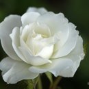 이영춘「풀잎」 이미지