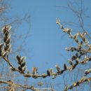 버들강아지 이미지