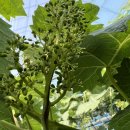 화수농장 이미지