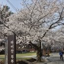 [벙개버스] 26. 4. 11 제 74차 벙개 진안 마이산을 두번째 가다 현 45 이미지