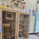 무마취 고양이 미용실 반할고양 이미지