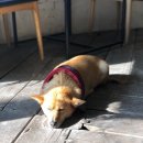 보람다방 이미지