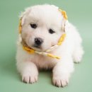 청주시 반려동물보호센터 이미지