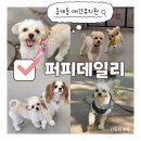 골드퍼피 애견유치원 | 중계동 애견유치원 | 퍼피데일리 | 내돈내산 후기 🐶