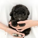 미유펫 강아지고양이 구미점 이미지