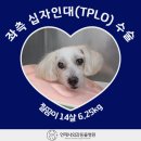 배방동물병원 네이버블로그