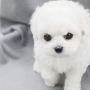 뽀송뽀송 이미지